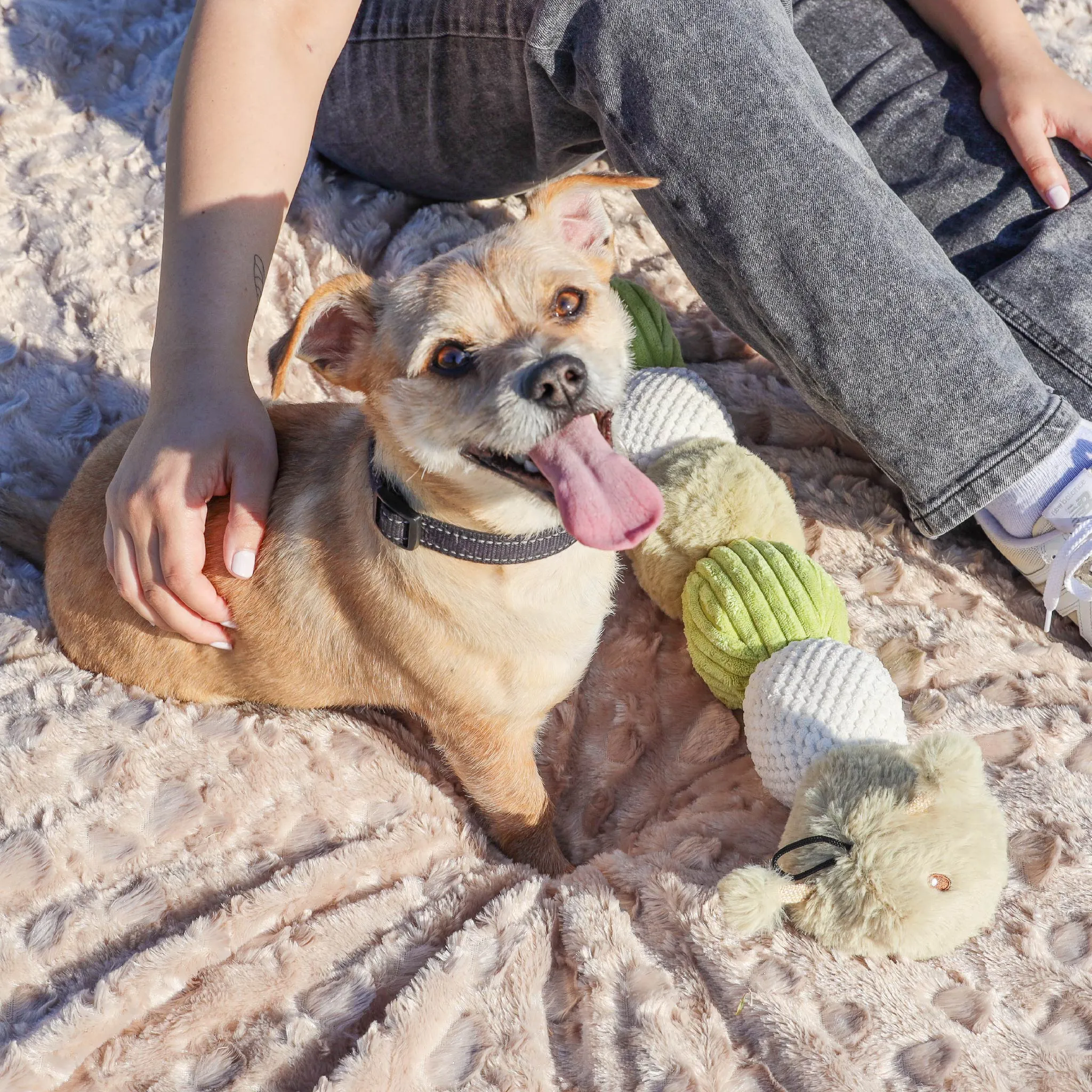 Craig the Tough Hemp Caterpillar Dog Toy: Durable Squeaky Balls, Crinkle Material for Interactive Play, Eco-Friendly Hemp Antennas, Reduces Boredom & Destructive Behavior