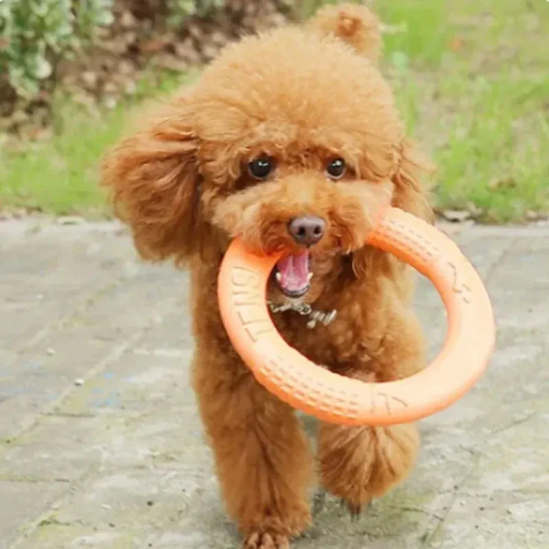 Durable Dog Chew Ring – Lightweight Fetch Toy for Active Play