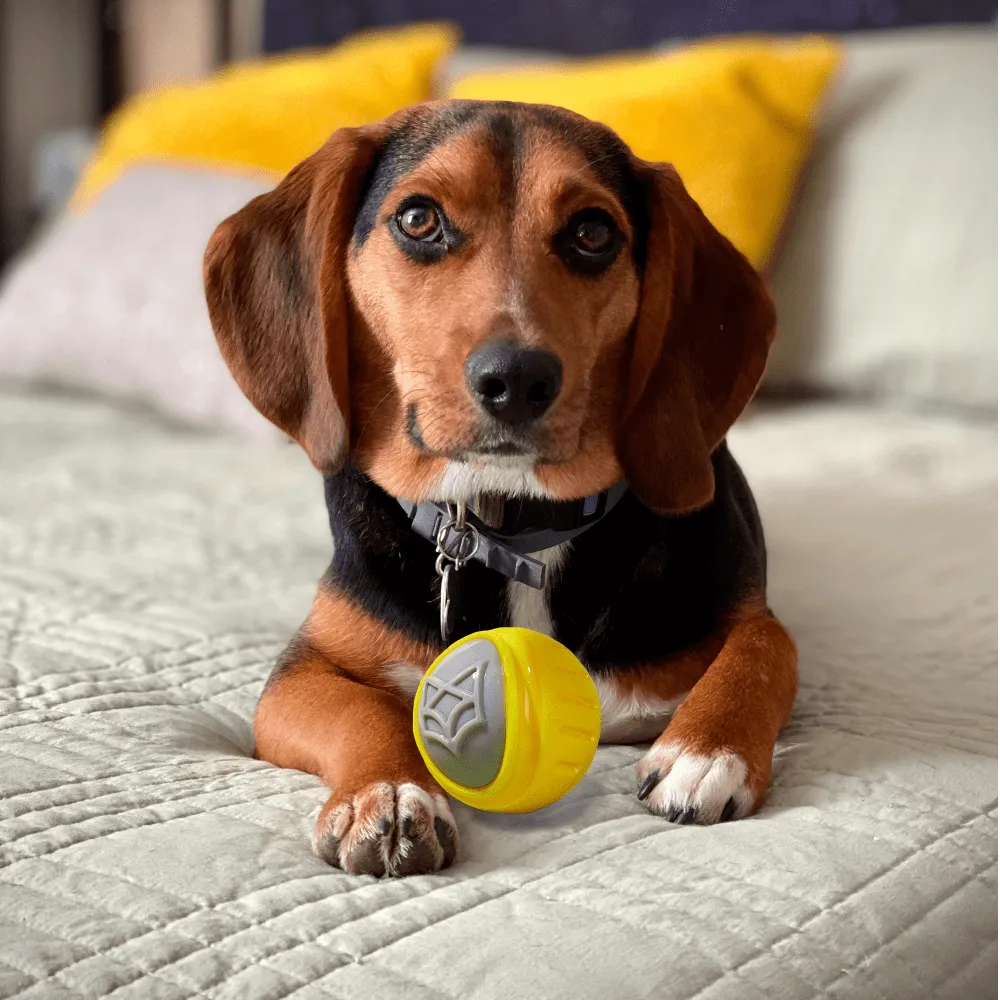 Fofos Flexy Ball Ultra Bounce Toy for Dogs (Yellow & Grey) | For Aggressive Chewers