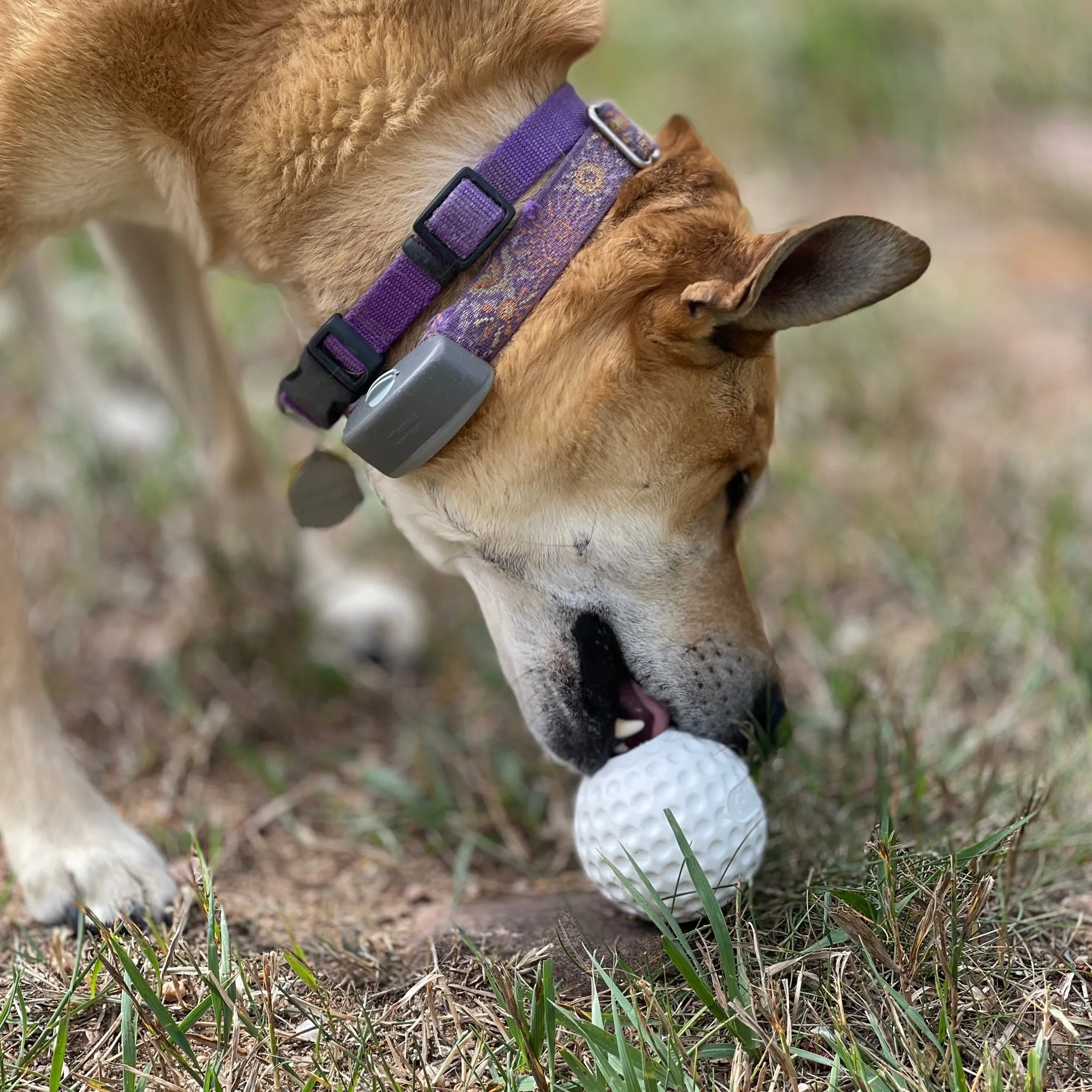 Golf Ball PUP-X Rubber eDispenser Treat Dispenser & Enrichment Toy