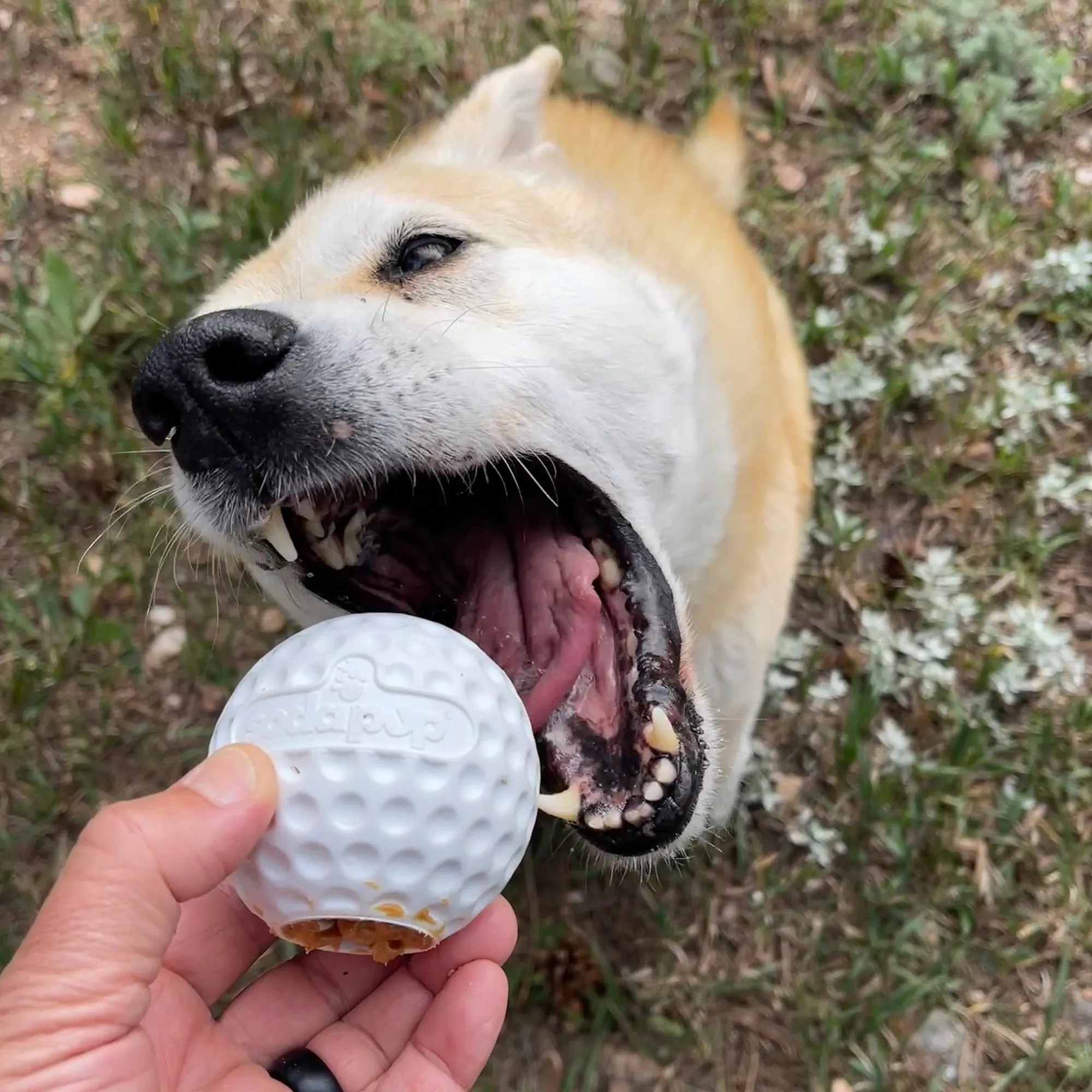 Golf Ball PUP-X Rubber eDispenser Treat Dispenser & Enrichment Toy