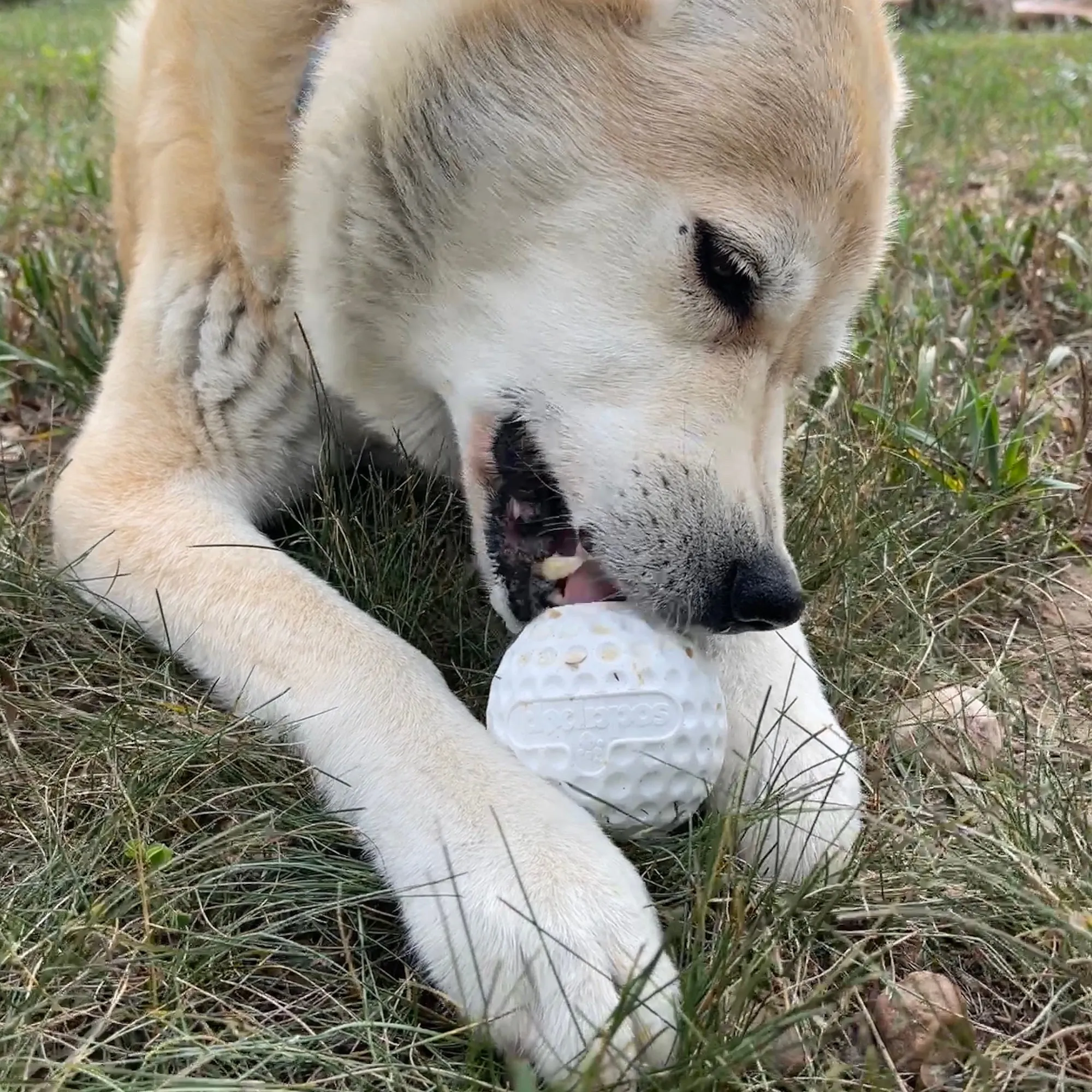 Golf Ball PUP-X Rubber eDispenser Treat Dispenser & Enrichment Toy