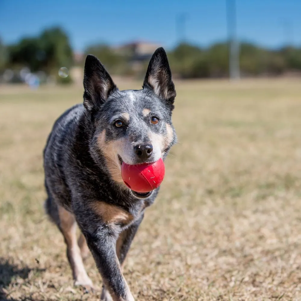 KONG Bouncy Ball for Fetch - Med/Large