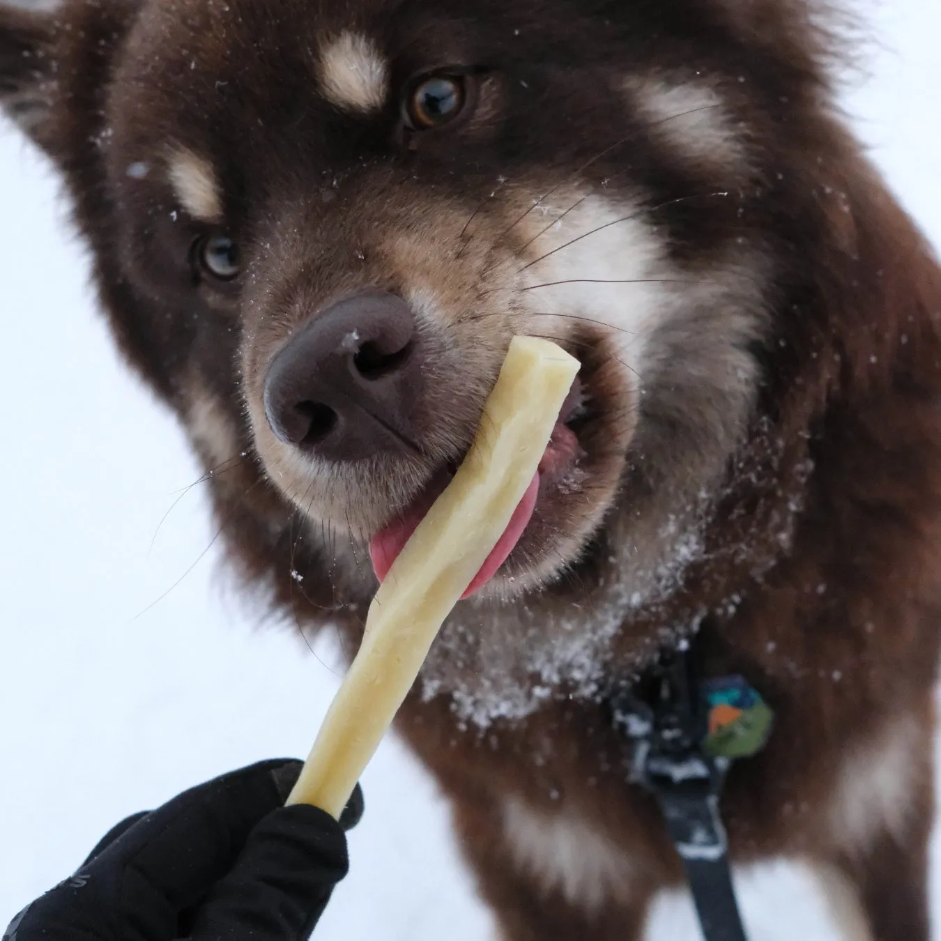 Pala Cheese Bone for Dogs