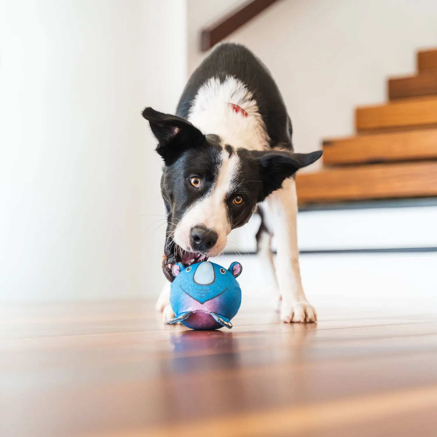 Red Dingo Riley the Rhino Durables Ball