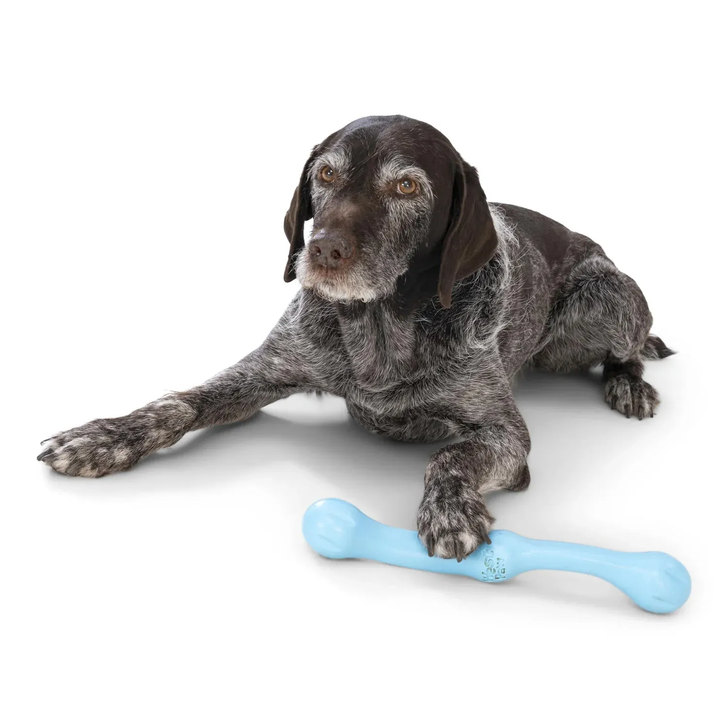 Toss and Fetch Dog toy, Zogoflex Echo Zwig (New Colours)