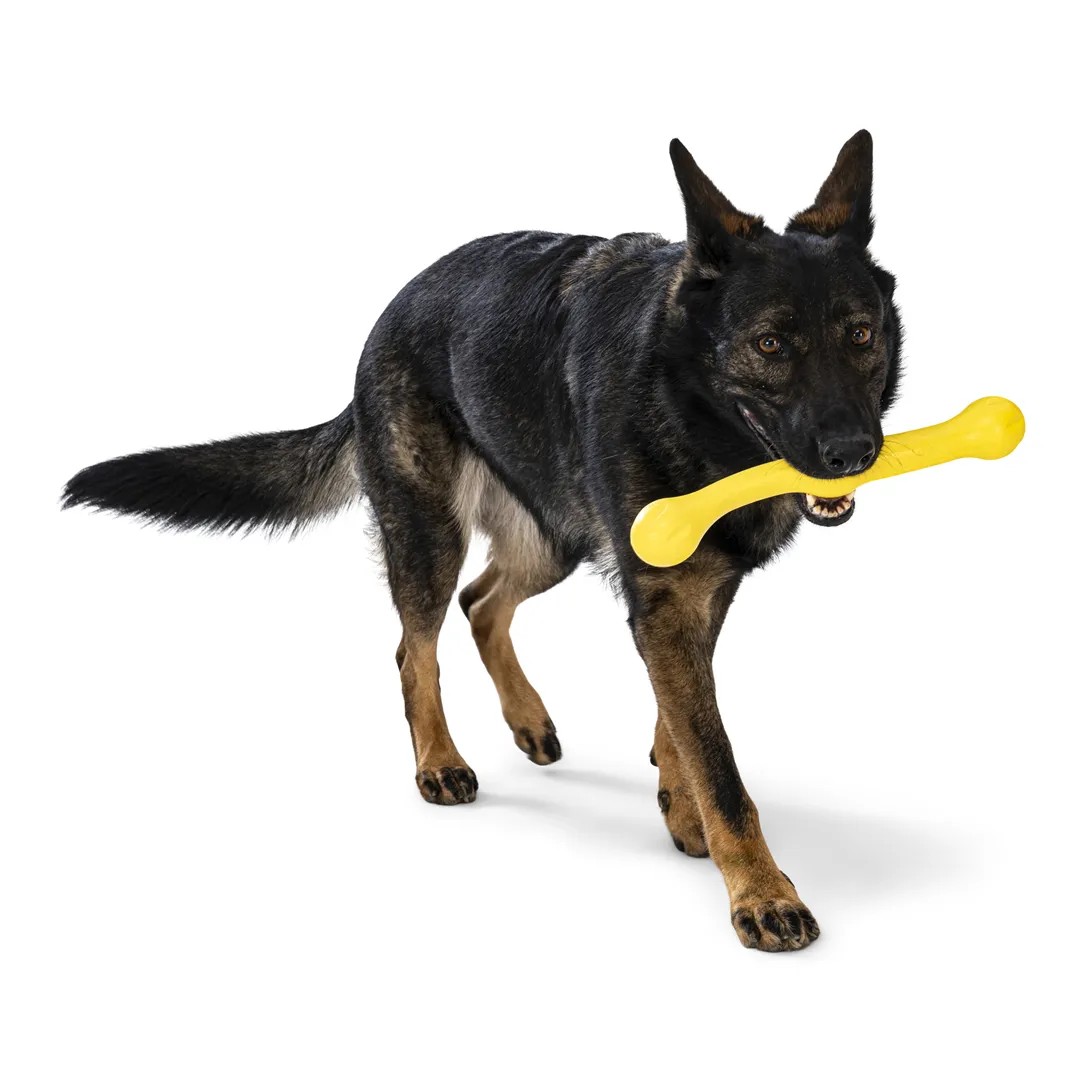 Toss and Fetch Dog toy, Zogoflex Echo Zwig (New Colours)