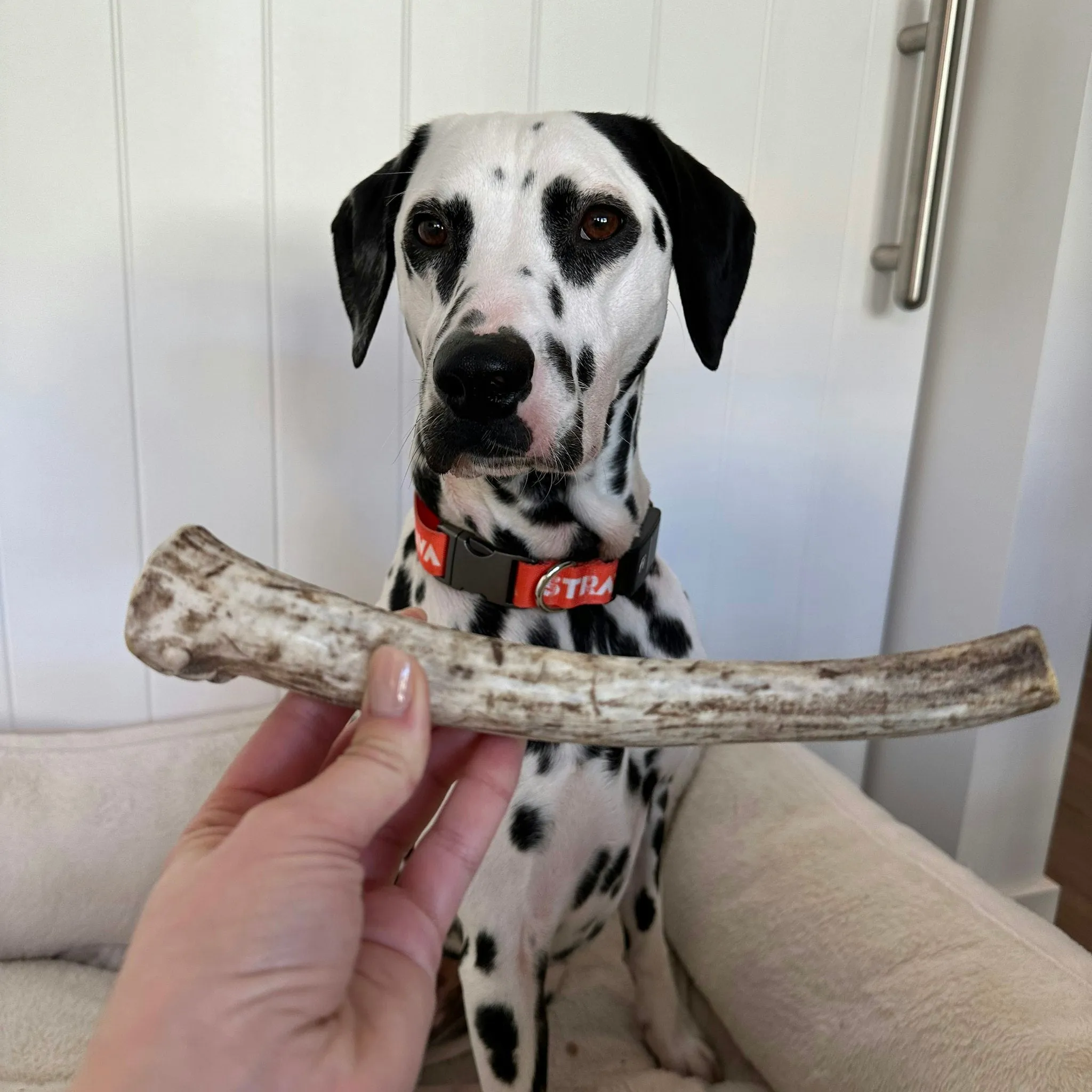 Whole Reindeer Antlers for Dogs