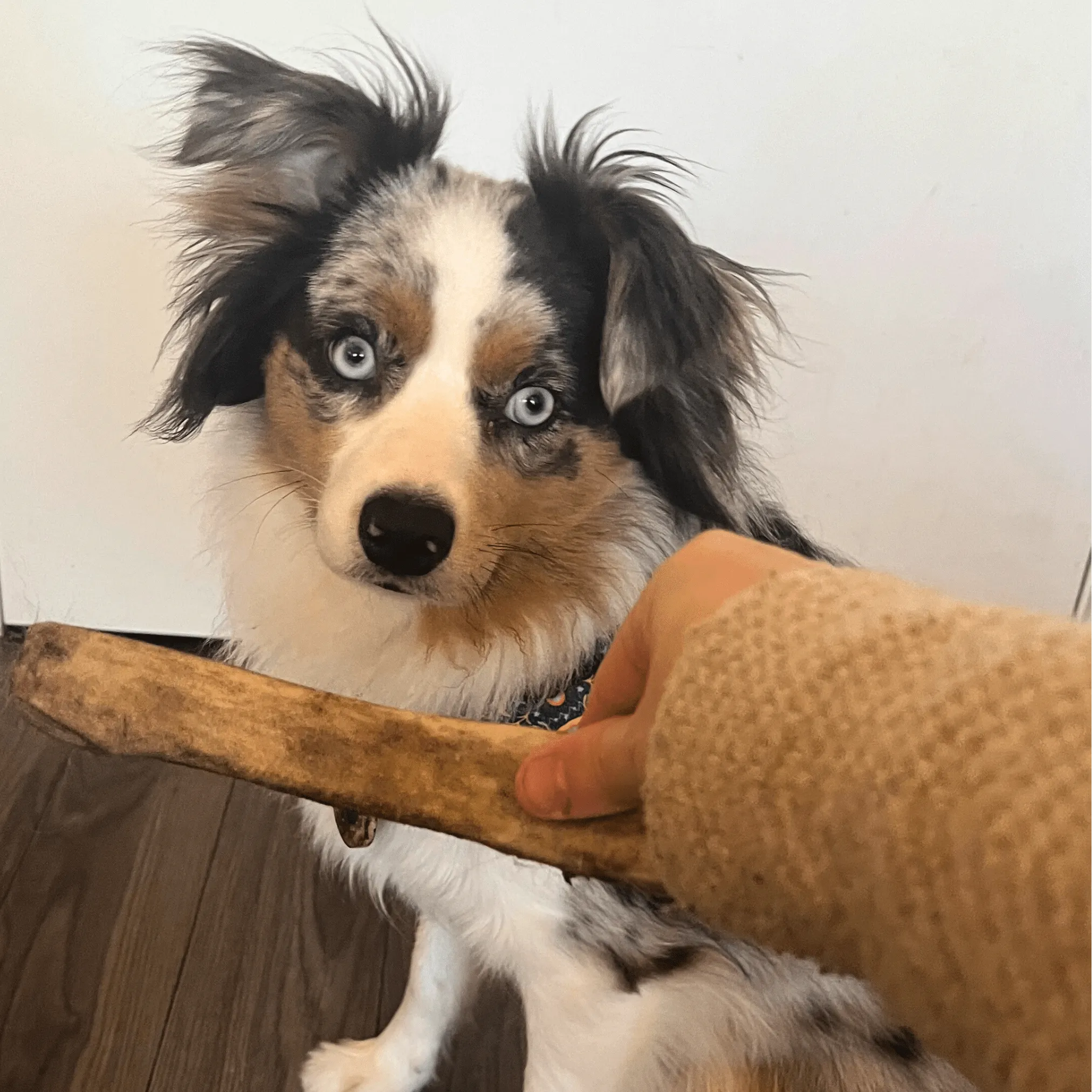 Whole Reindeer Antlers for Dogs